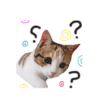 短足ナッツ（個別スタンプ：1）