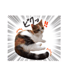 短足ナッツ（個別スタンプ：6）