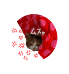 短足ナッツ（個別スタンプ：8）