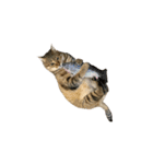ディディ猫（個別スタンプ：1）