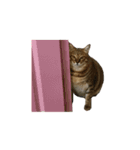 ディディ猫（個別スタンプ：2）