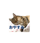 ディディ猫（個別スタンプ：3）