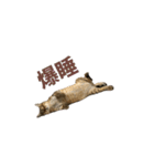 ディディ猫（個別スタンプ：4）