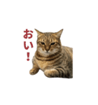 ディディ猫（個別スタンプ：5）