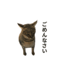 ディディ猫（個別スタンプ：6）