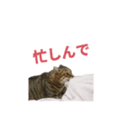 ディディ猫（個別スタンプ：7）