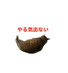 ディディ猫（個別スタンプ：8）