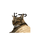 ディディ猫（個別スタンプ：9）