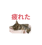 ディディ猫（個別スタンプ：10）