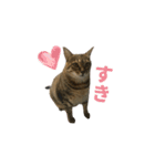 ディディ猫（個別スタンプ：11）