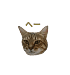ディディ猫（個別スタンプ：12）