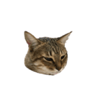 ディディ猫（個別スタンプ：13）