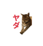 ディディ猫（個別スタンプ：14）