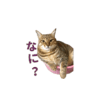 ディディ猫（個別スタンプ：15）