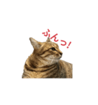 ディディ猫（個別スタンプ：16）