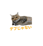 ディディ猫（個別スタンプ：17）