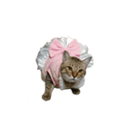 ディディ猫（個別スタンプ：19）