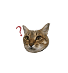 ディディ猫（個別スタンプ：20）