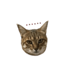 ディディ猫（個別スタンプ：21）