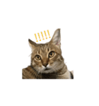 ディディ猫（個別スタンプ：22）