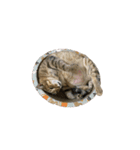 ディディ猫（個別スタンプ：23）
