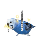 セキセイインコの日常#p2（個別スタンプ：1）