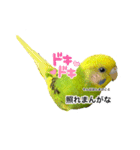 セキセイインコの日常#p2（個別スタンプ：2）