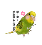 セキセイインコの日常#p2（個別スタンプ：3）