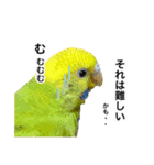セキセイインコの日常#p2（個別スタンプ：5）