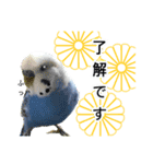 セキセイインコの日常#p2（個別スタンプ：6）