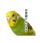 セキセイインコの日常#p2（個別スタンプ：8）