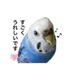 セキセイインコの日常#p2（個別スタンプ：9）