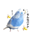 セキセイインコの日常#p2（個別スタンプ：11）