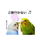 セキセイインコの日常#p2（個別スタンプ：13）