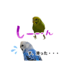 セキセイインコの日常#p2（個別スタンプ：14）