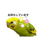 セキセイインコの日常#p2（個別スタンプ：15）