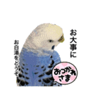 セキセイインコの日常#p2（個別スタンプ：16）