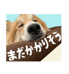 雑種犬くくるの一日/ミックス犬・保護犬（個別スタンプ：1）