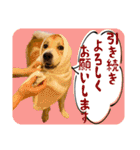 雑種犬くくるの一日/ミックス犬・保護犬（個別スタンプ：10）