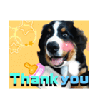 【英語版】バーニーズの可愛い子犬時代（個別スタンプ：1）