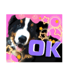 【英語版】バーニーズの可愛い子犬時代（個別スタンプ：5）