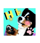 【英語版】バーニーズの可愛い子犬時代（個別スタンプ：6）