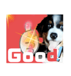 【英語版】バーニーズの可愛い子犬時代（個別スタンプ：7）