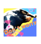 【英語版】バーニーズの可愛い子犬時代（個別スタンプ：10）