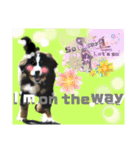 【英語版】バーニーズの可愛い子犬時代（個別スタンプ：12）