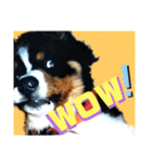 【英語版】バーニーズの可愛い子犬時代（個別スタンプ：13）