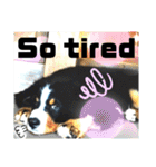 【英語版】バーニーズの可愛い子犬時代（個別スタンプ：18）