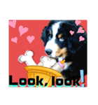 【英語版】バーニーズの可愛い子犬時代（個別スタンプ：20）