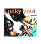 【英語版】バーニーズの可愛い子犬時代（個別スタンプ：24）
