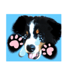 【英語版】バーニーズの可愛い子犬時代（個別スタンプ：25）
